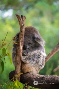 koala