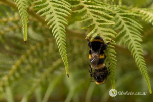 Bumble bee