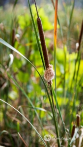grasses