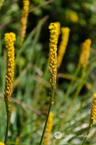Flowers Fruit Fungi Grasses-20