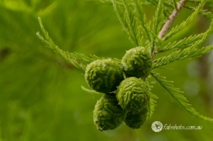 plants