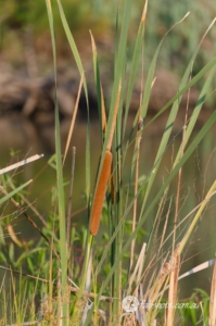 Flowers Fruit Fungi Grasses-29