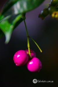 Flowers Fruit Fungi Grasses-32