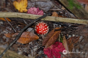 Flowers Fruit Fungi Grasses-4