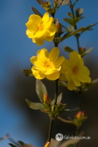 Flowers Fruit Fungi Grasses-40