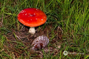 Flowers Fruit Fungi Grasses-41