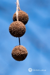 Flowers Fruit Fungi Grasses-46