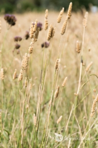Flowers Fruit Fungi Grasses-51