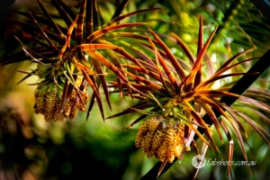 Flowers Fruit Fungi Grasses-78