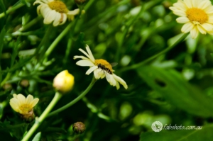 Flowers Fruit Fungi Grasses-88