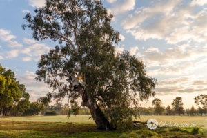 Landscapes Trees Lakes-37