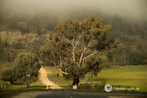 Landscapes Trees Lakes-39