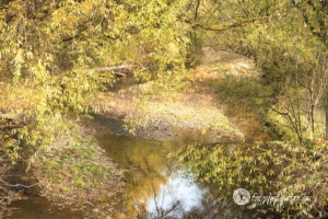 Landscapes Trees Lakes-53