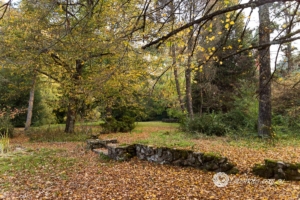 Landscapes Trees Lakes-61