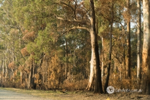 Landscapes Trees Lakes-64