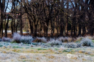 Nature-10