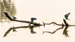 birds