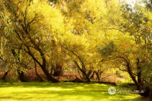 Nature-4