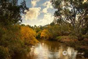 Nature-5