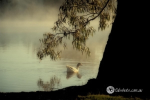 Nature-6