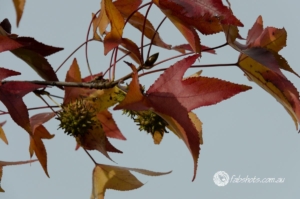 Nature-7