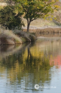 Nature-8