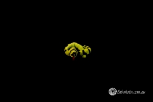 Fresh water creatures-1