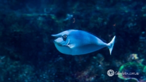 fish