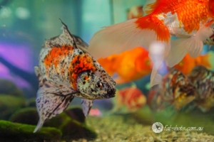 fish
