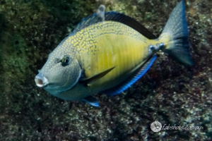 fish