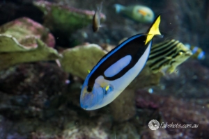 fish