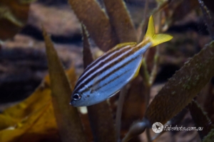 Fresh water creatures-2