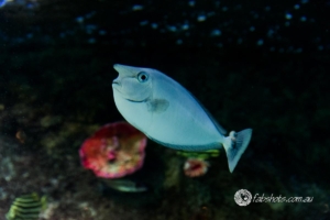 fish