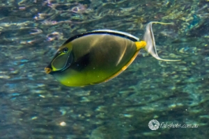 fish