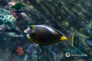 fish