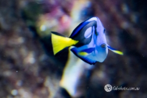 fish