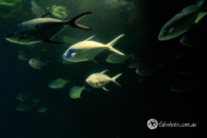 fish