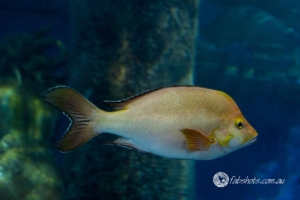 fish