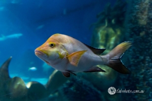 fish