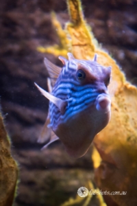 Fresh water creatures-3