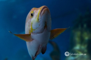 fish