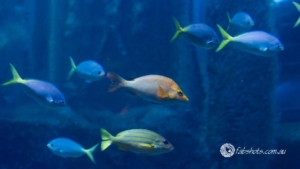 fish