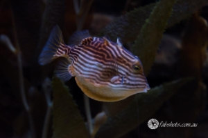 Fresh water creatures-4