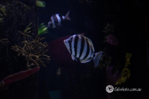 Fresh water creatures-5