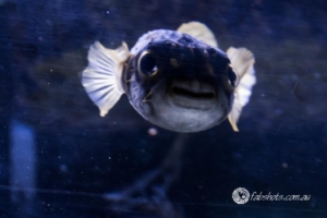 Fresh water creatures-6