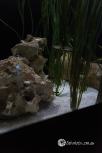 Fresh water creatures-8